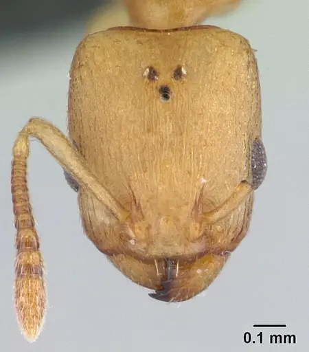 Nesomyrmex reticulatus specimen CASENT0073583 image casent0073583_2