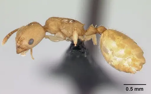 Nesomyrmex reticulatus specimen CASENT0073583 image casent0073583_3