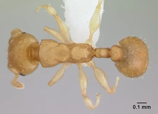 Nesomyrmex reticulatus specimen CASENT0418497 image casent0418497_1