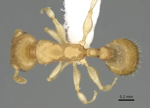 Nesomyrmex reticulatus specimen CASENT0418497 image casent0418497_2