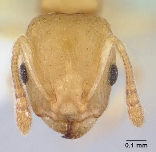 Nesomyrmex reticulatus specimen CASENT0418497 image casent0418497_3