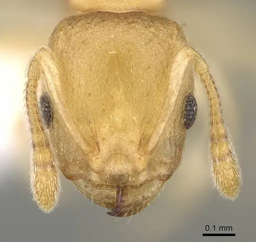 Nesomyrmex reticulatus specimen CASENT0418497 image casent0418497_4