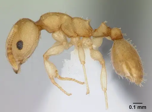 Nesomyrmex reticulatus specimen CASENT0418497 image casent0418497_5