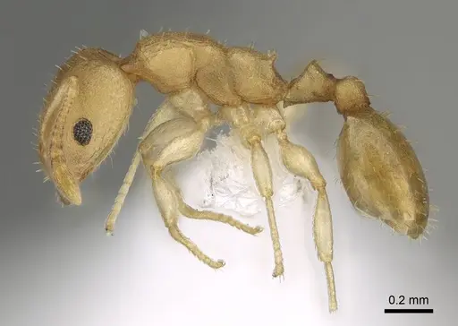 Nesomyrmex reticulatus specimen CASENT0418497 image casent0418497_6