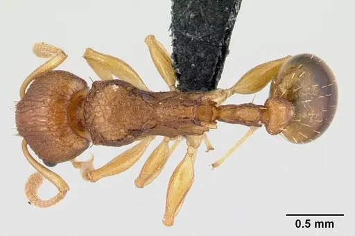 Nesomyrmex retusispinosus specimen CASENT0060902 image casent0060902_1