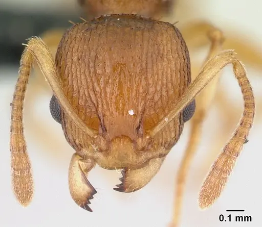 Nesomyrmex retusispinosus specimen CASENT0060902 image casent0060902_2