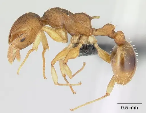 Nesomyrmex retusispinosus specimen CASENT0060902 image casent0060902_3