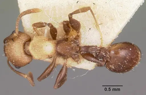 Nesomyrmex retusispinosus specimen CASENT0101616 image casent0101616_1