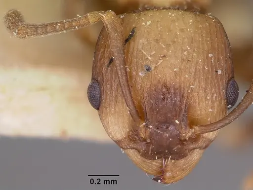 Nesomyrmex retusispinosus specimen CASENT0101616 image casent0101616_2