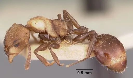 Nesomyrmex retusispinosus specimen CASENT0101616 image casent0101616_3