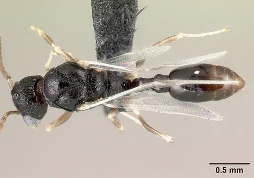 Nesomyrmex rugosus specimen CASENT0121890 image casent0121890_1