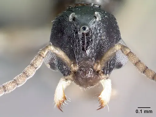 Nesomyrmex rugosus specimen CASENT0121890 image casent0121890_2