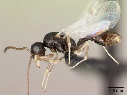 Nesomyrmex rugosus specimen CASENT0121890 image casent0121890_3