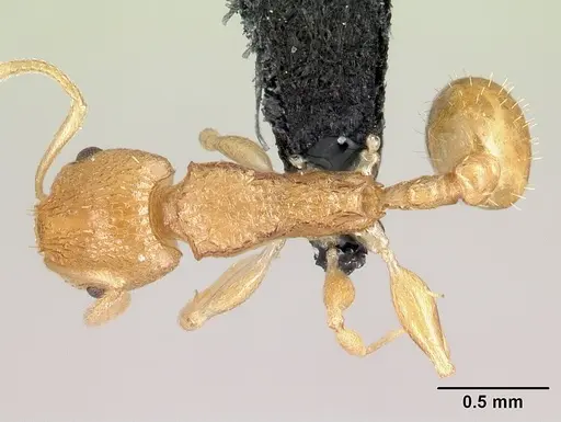 Nesomyrmex rugosus specimen CASENT0121931 image casent0121931_1