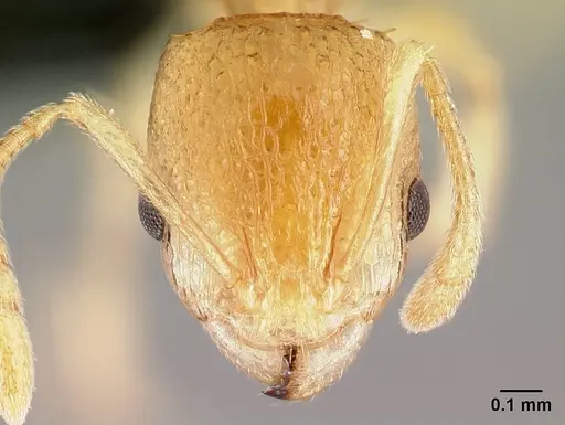 Nesomyrmex rugosus specimen CASENT0121931 image casent0121931_2