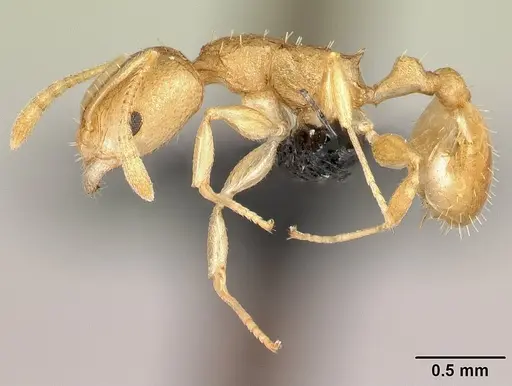 Nesomyrmex rugosus specimen CASENT0121931 image casent0121931_3