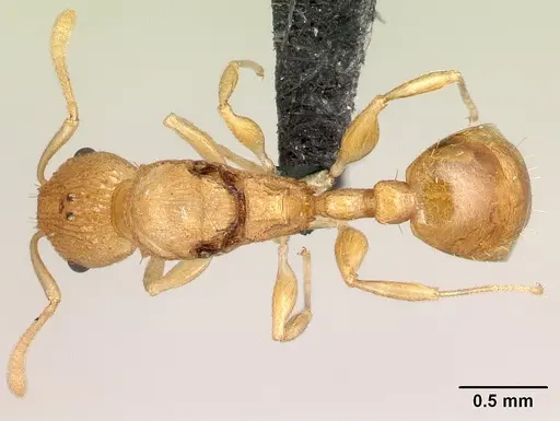 Nesomyrmex rugosus specimen CASENT0122544 image casent0122544_1