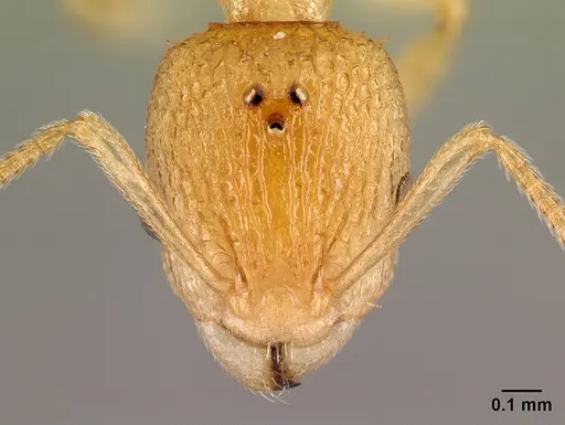 Nesomyrmex rugosus specimen CASENT0122544 image casent0122544_2