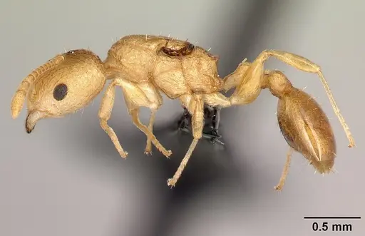 Nesomyrmex rugosus specimen CASENT0122544 image casent0122544_3