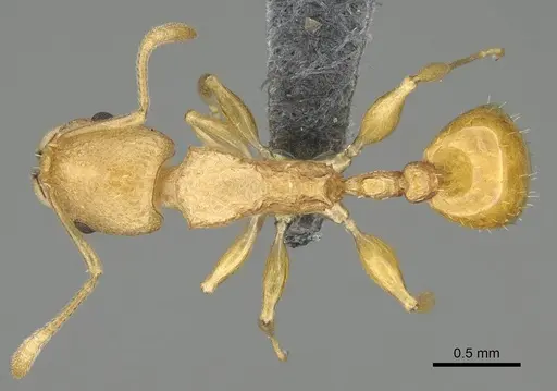 Nesomyrmex rugosus specimen CASENT0374465 image casent0374465_1