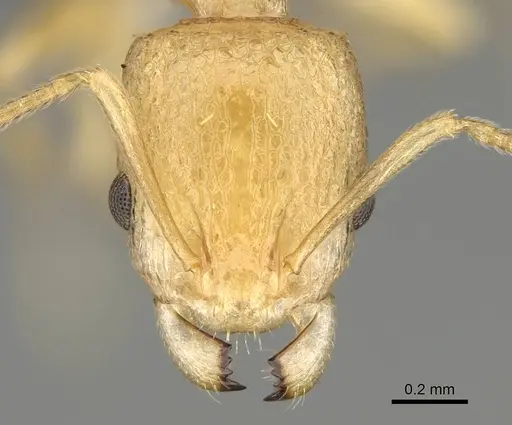 Nesomyrmex rugosus specimen CASENT0374465 image casent0374465_2