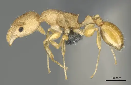 Nesomyrmex rugosus specimen CASENT0374465 image casent0374465_3