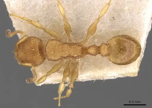 Nesomyrmex schwebeli specimen CASENT0908998 image casent0908998_1