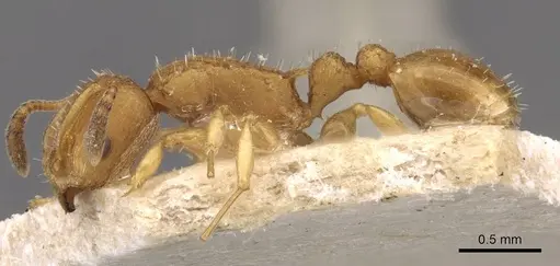 Nesomyrmex schwebeli specimen CASENT0908998 image casent0908998_3