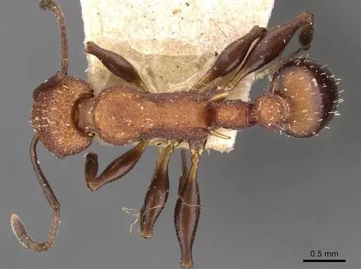Nesomyrmex sculptiventris specimen CASENT0908999 image casent0908999_1