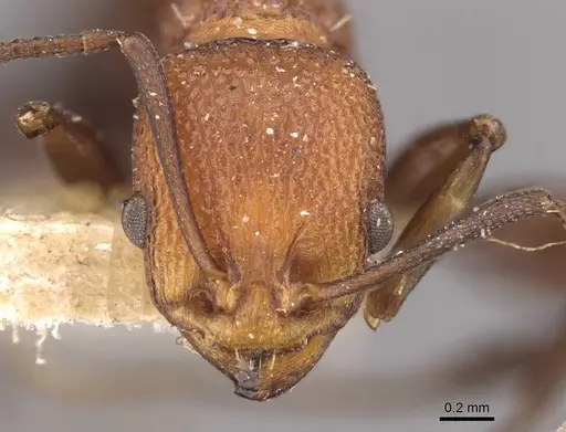 Nesomyrmex sculptiventris specimen CASENT0908999 image casent0908999_2