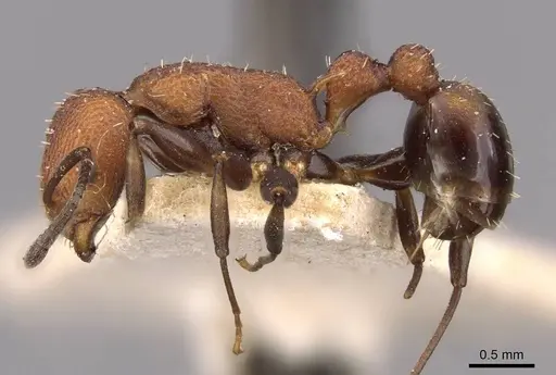 Nesomyrmex sculptiventris specimen CASENT0908999 image casent0908999_3