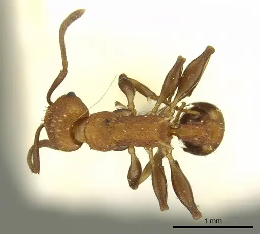Nesomyrmex sculptiventris specimen CASENT0919733 image casent0919733_1