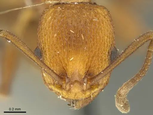 Nesomyrmex sculptiventris specimen CASENT0919733 image casent0919733_2