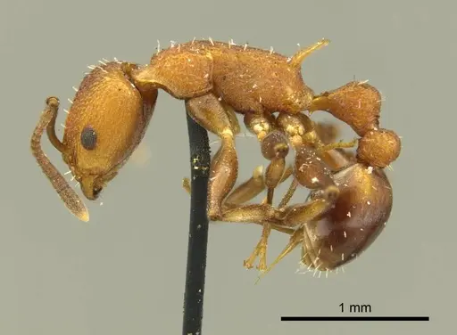 Nesomyrmex sculptiventris specimen CASENT0919733 image casent0919733_3