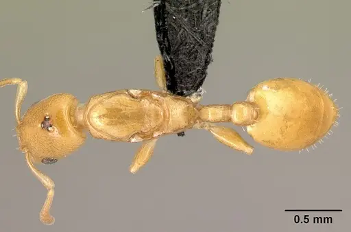 Nesomyrmex sellaris specimen CASENT0004817 image casent0004817_1