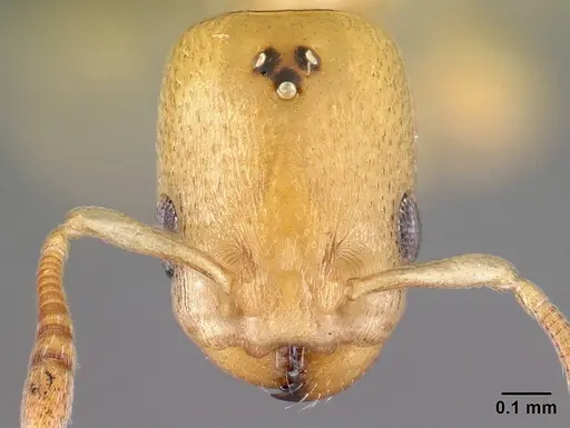 Nesomyrmex sellaris specimen CASENT0004817 image casent0004817_2