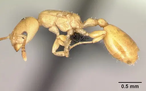 Nesomyrmex sellaris specimen CASENT0004817 image casent0004817_3