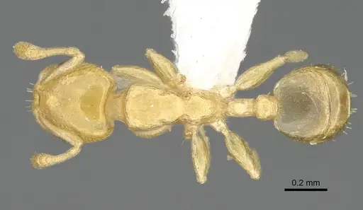 Nesomyrmex sellaris specimen CASENT0428261 image casent0428261_1