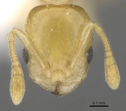 Nesomyrmex sellaris specimen CASENT0428261 image casent0428261_2