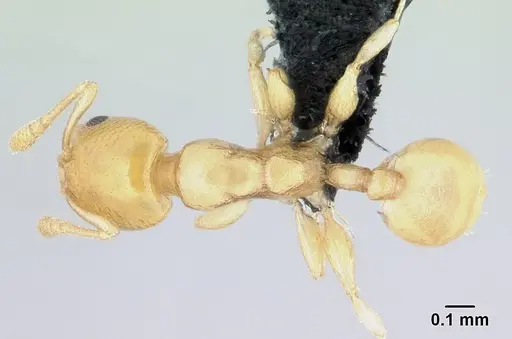 Nesomyrmex sellaris specimen CASENT0494407 image casent0494407_1