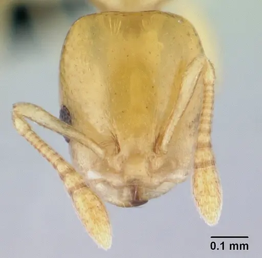 Nesomyrmex sellaris specimen CASENT0494407 image casent0494407_2