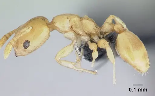 Nesomyrmex sellaris specimen CASENT0494407 image casent0494407_3