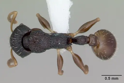 Nesomyrmex sikorai specimen CASENT0003120 image casent0003120_1