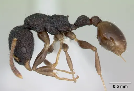Nesomyrmex sikorai specimen CASENT0003120 image casent0003120_3