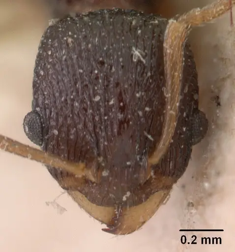 Nesomyrmex sikorai specimen CASENT0102064 image casent0102064_2