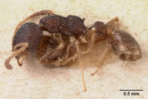 Nesomyrmex sikorai specimen CASENT0102064 image casent0102064_4