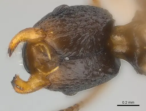 Nesomyrmex sikorai specimen CASENT0141272 image casent0141272_1