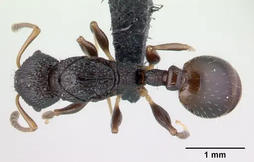 Nesomyrmex sikorai specimen CASENT0141299 image casent0141299_1