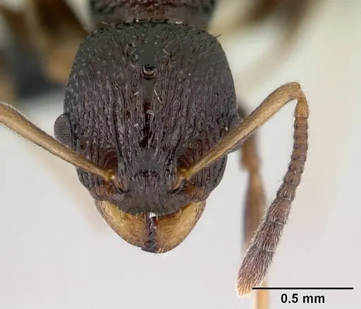 Nesomyrmex sikorai specimen CASENT0141299 image casent0141299_2