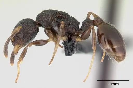 Nesomyrmex sikorai specimen CASENT0141299 image casent0141299_3